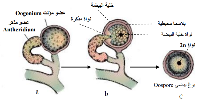 تصنيف الفطريات وطرائق تكاثرها