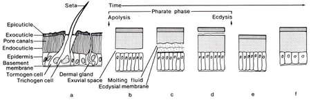 الوصف: http://scienceblogs.com/pharyngula/upload/2010/06/molting-thumb-450x148-51727.jpg