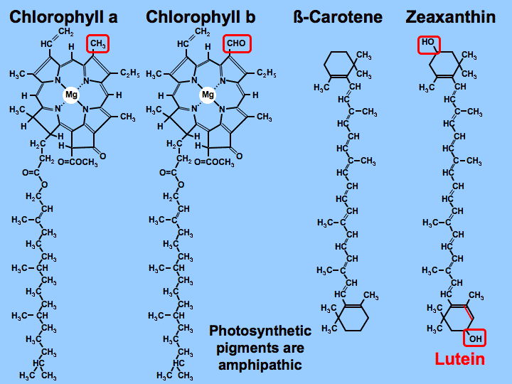 Description: http://plantphys.info/plant_physiology/images/psnpigments.gif