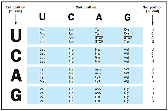 Short Genetic Code Example Genetic Code