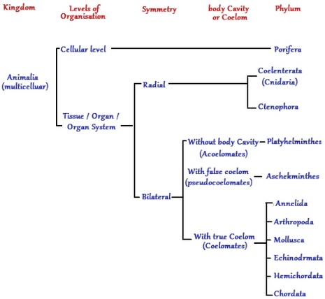 الوصف: Animal Classification