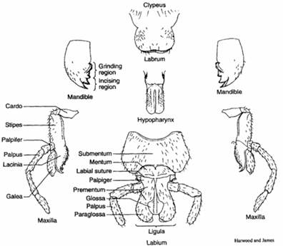 الوصف: http://www.entomology.umn.edu/cues/4015/morpology/mps-diagram.jpg