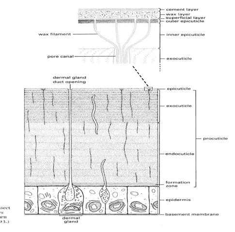 الوصف: image5The general structure of insect cuticle; the enlargement above shows details of the epicuticle..JPG