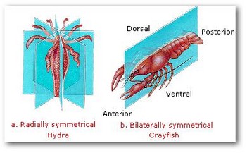 الوصف: Body Symmetry