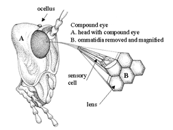 الوصف: insect_eye.JPG.gif