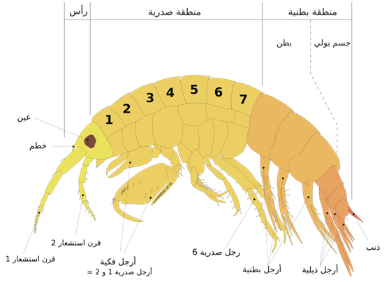 الوصف: http://upload.wikimedia.org/wikipedia/commons/thumb/b/bf/Scheme_amphipod_anatomy-Arabic.svg/800px-Scheme_amphipod_anatomy-Arabic.svg.png