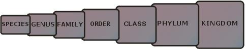 الوصف: Animal Kingdom Classification