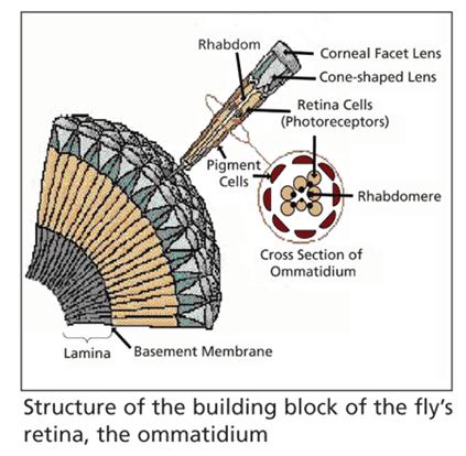 الوصف: C:Documents and SettingsAdministratorسطح المكتبصور عرض حشرات20060432-1house fly .gif