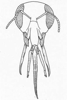 الوصف: http://www.biology-resources.com/images/bee-mouthparts-1-big.jpg