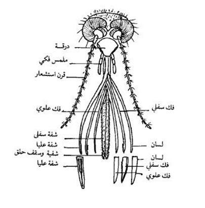 الوصف: http://www.m5zn.com/uploads/2010/11/22/photo/112210111117t78e4wbn4ctainusg7a.jpg